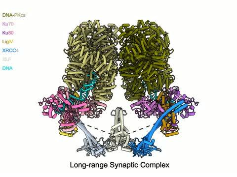 DNA damage-sensing proteins recognize and resolve DNA breaks