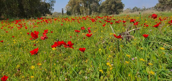 Anemones in the Be’eri Forest in Southern Israel