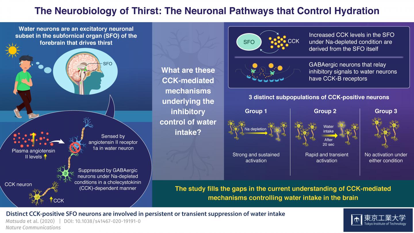 Figure 1. Schematic illustration of CCK-mediated neural mechanisms for the control of water-intake behaviors