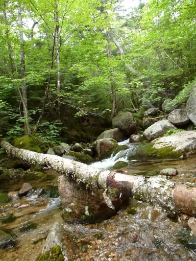 A Stream in Hubbard Brook Experimental Forest