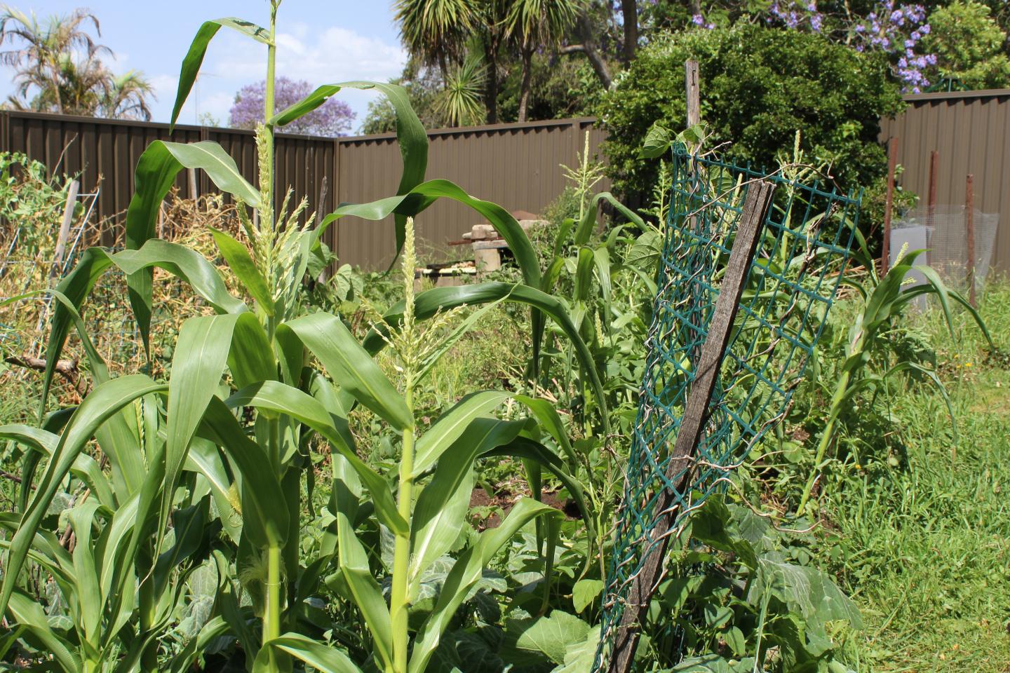 Corn, Growing Alongside Beans and Pumpkin in a Suburban Garden, Sydney, Australia