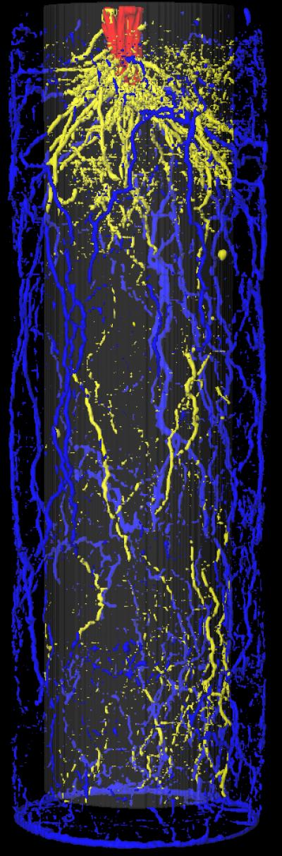 Barley roots in a Cylindrical Pot