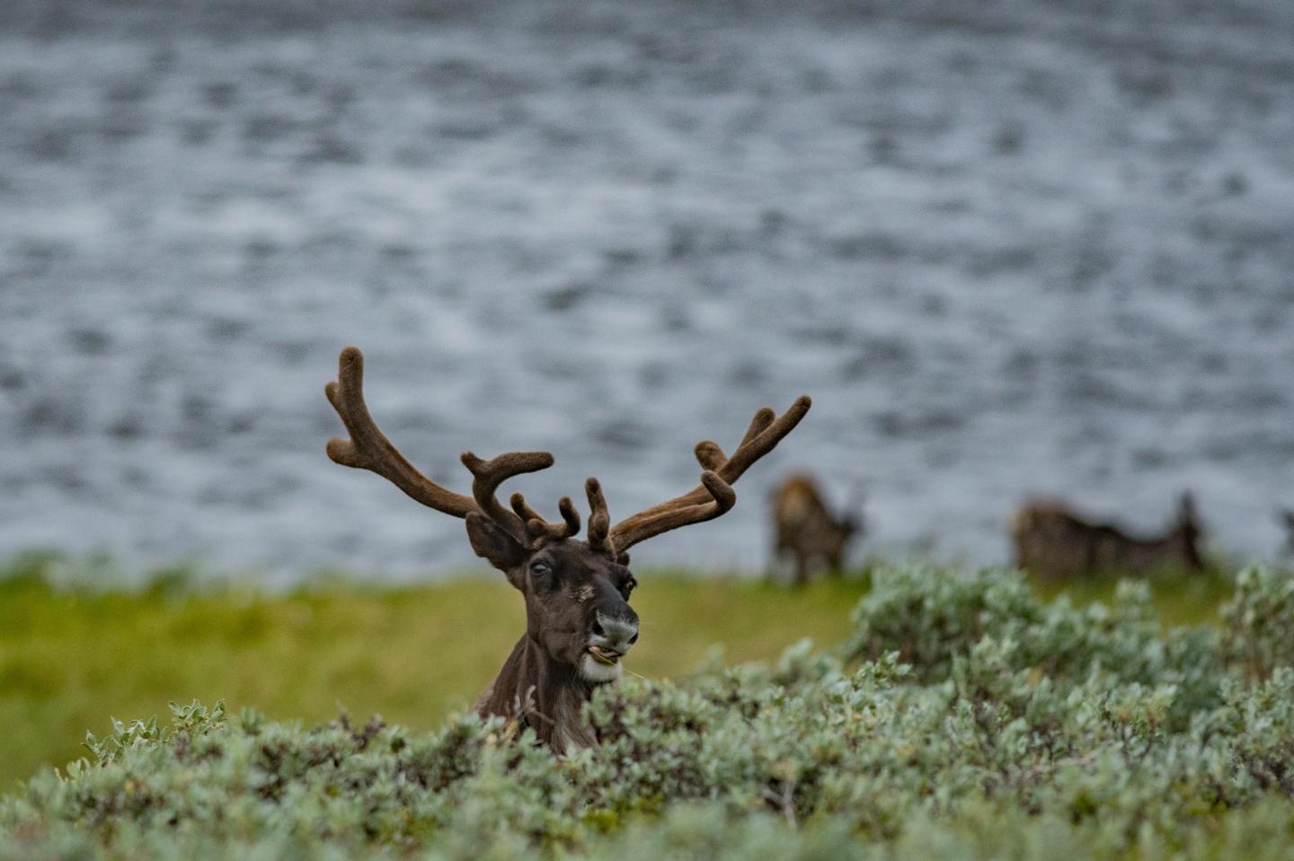 Reindeer in Tundra