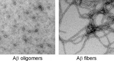 Do These Look the Same to You?  Amyloid Oligomers vs. Amyloid Fibers