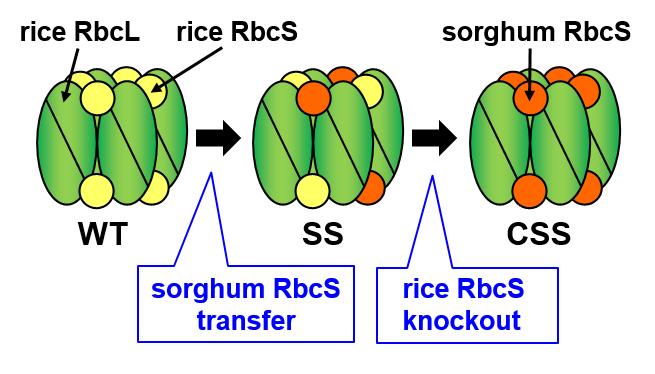 Figure 1: Strategy for Improving Catalytic Activity in Rice Rubisco