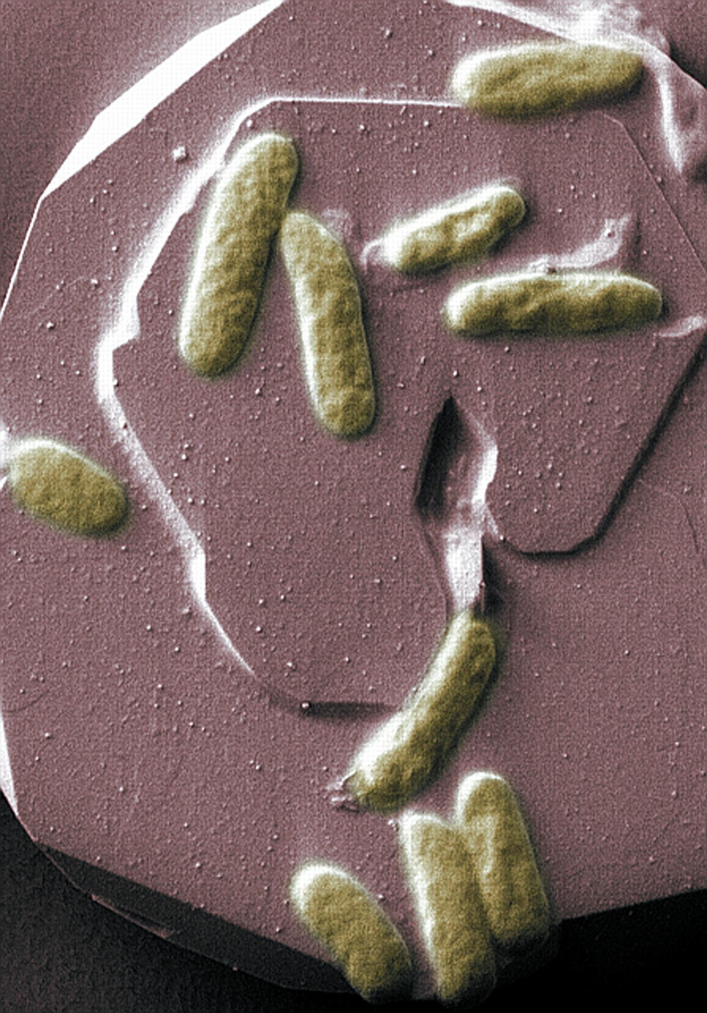 <i>Shewanella oneidensis</i> Bacteria