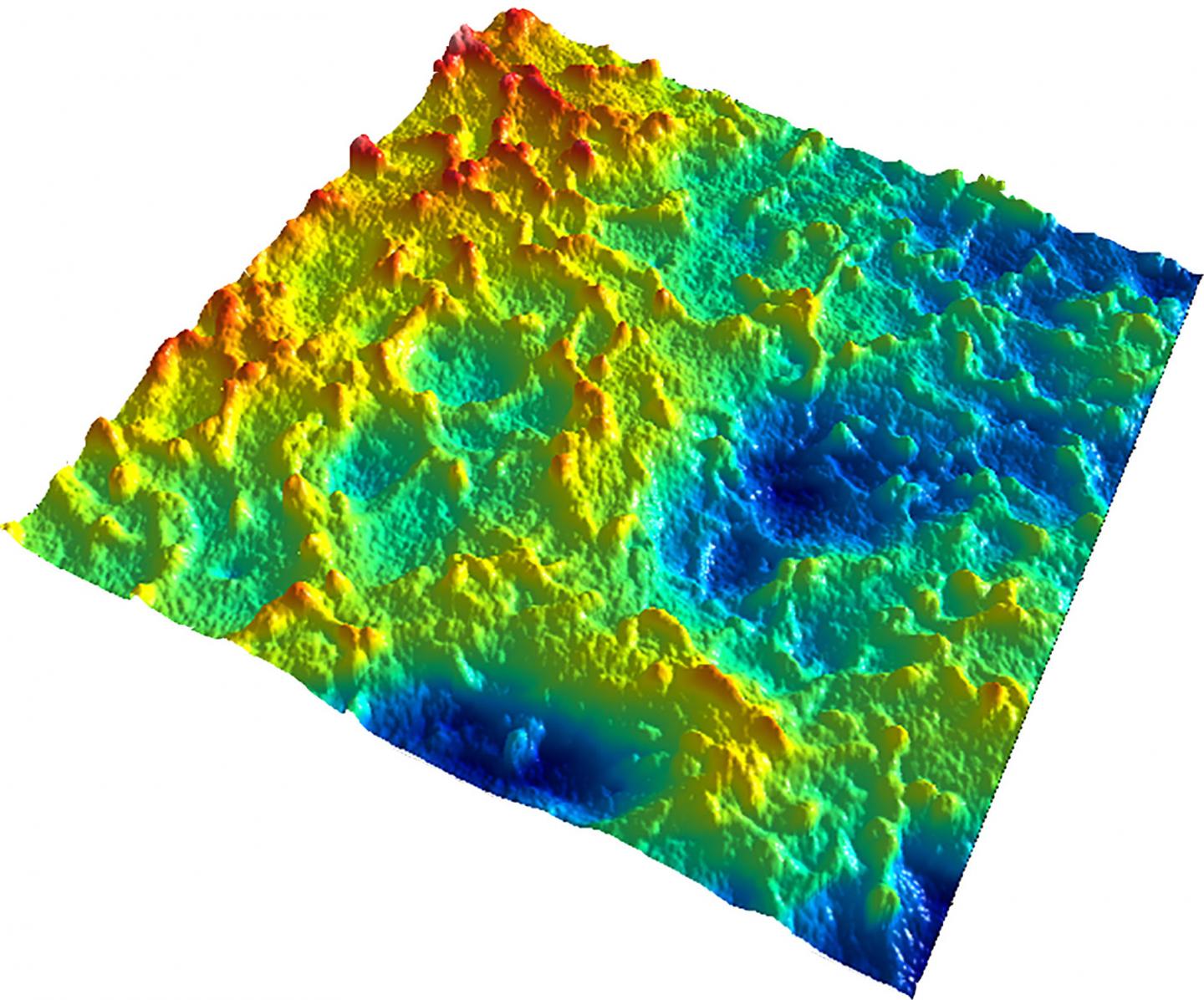 Cell Surface