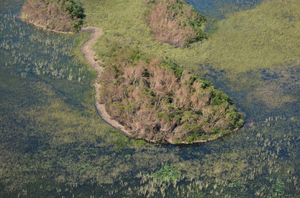 Mangrove Damage