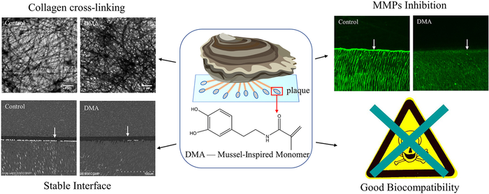 Comparison of the resin-dentin interface using DMA added adhesive and conventional dental adhesive. (set of photos on the left) DMA added adhesive results in a more stable interface. (set of photos on the right) In nanoleakage evaluation,  in the control 