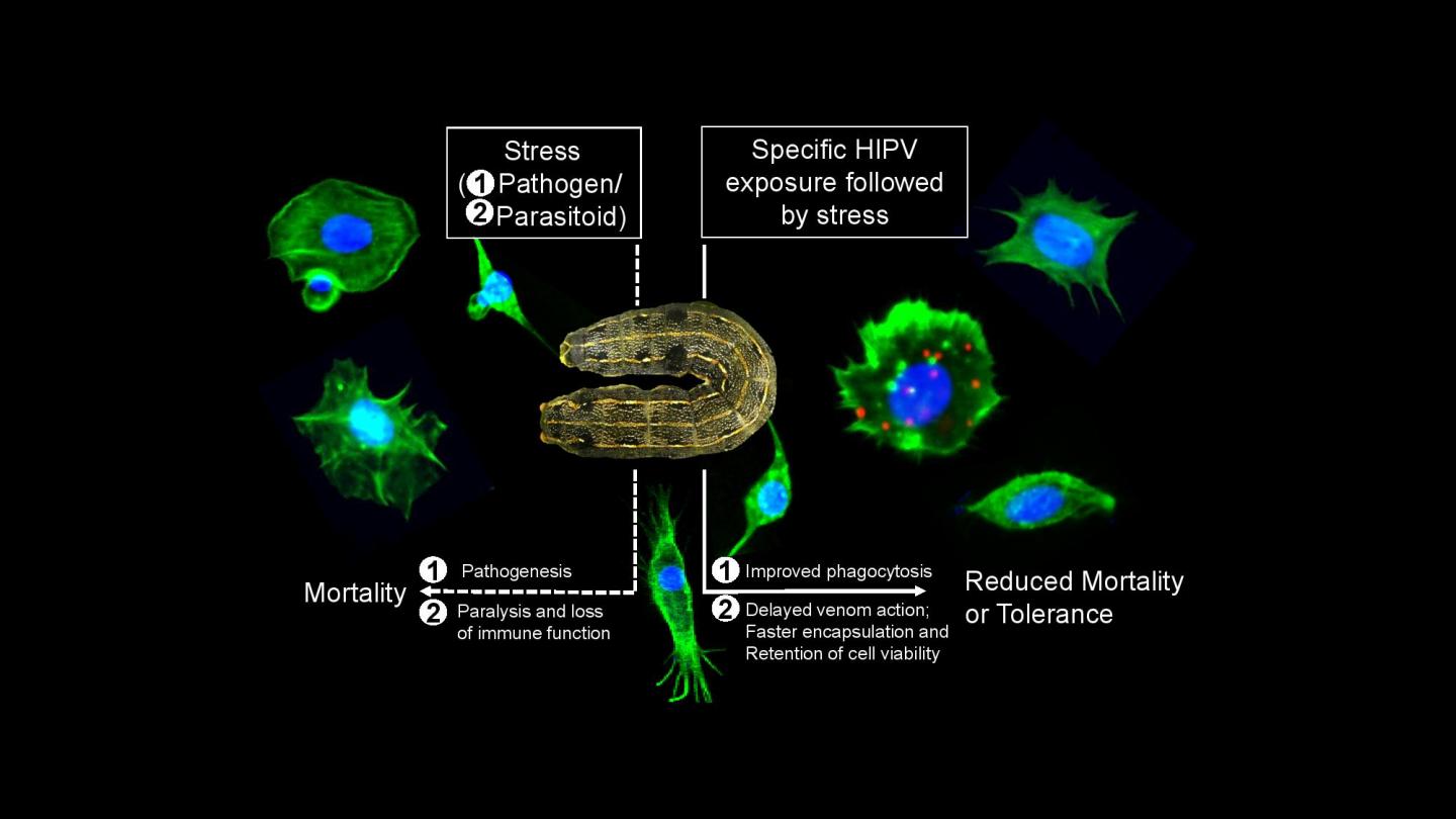 Plant Volatiles Modulate the Cellular Immunity of Spodoptera litura