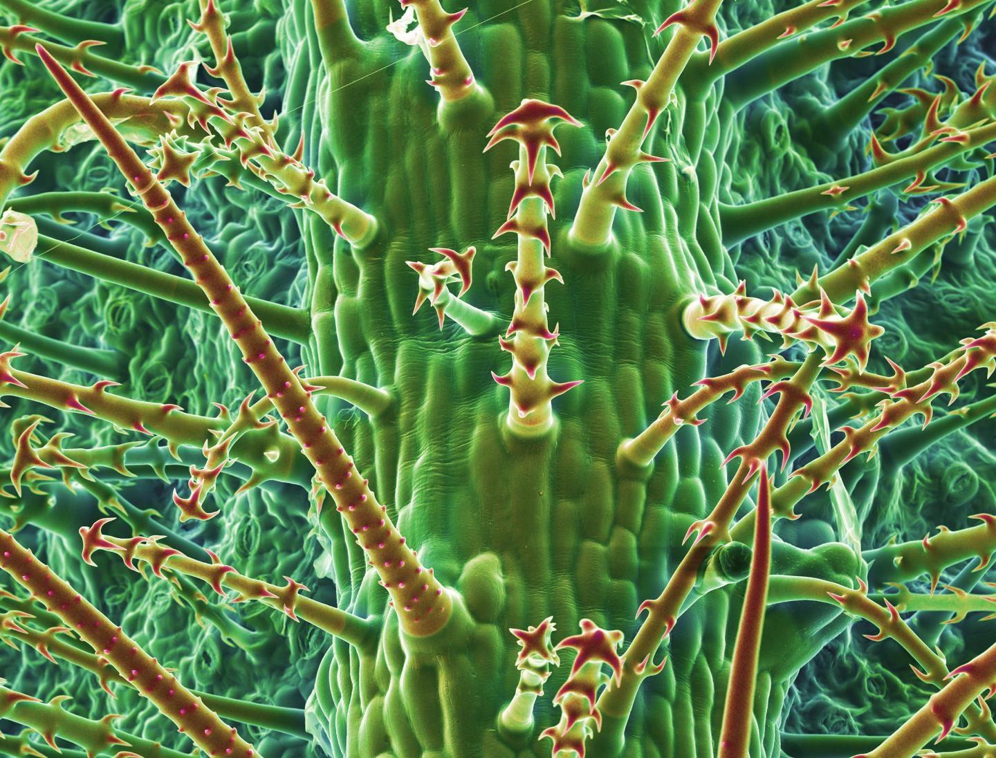 Under the Scanning Electron Microscope