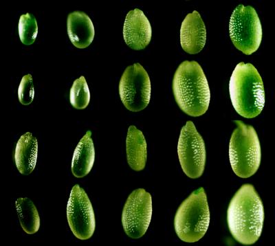 Small RNAs Affect Development of Seeds