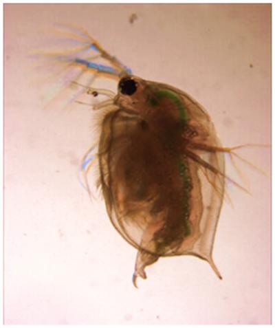 Male <i>Daphnia</i>