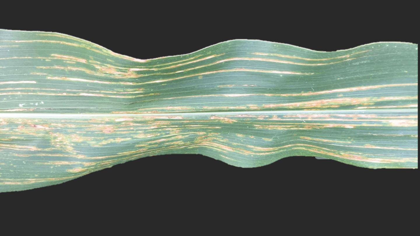 Bacterial Leaf Streak Symptoms in Corn