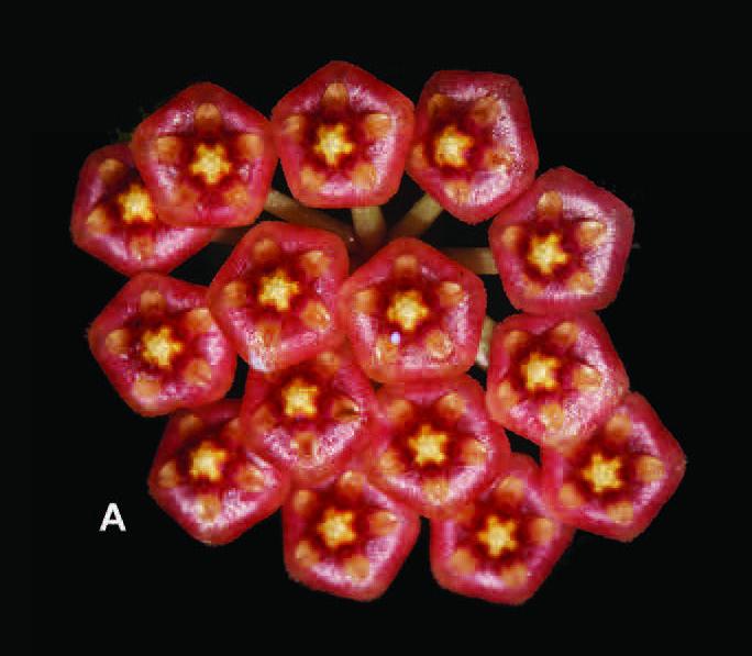 <em>H. bakoensis</em> Tropical Plant