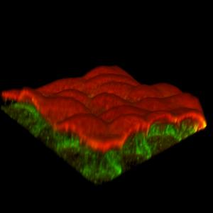 3D microscope image showing separation of actin isoforms in a cluster of cells.