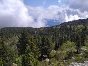 Forested landscape at the tree line in the Belledone mountain range of the French Alps.