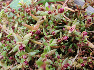 Aculus crassulae induced galls on Crassula