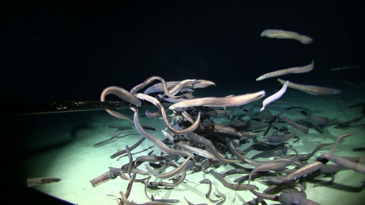 Largest Aggregation Of Fishes In Abyssal Deep Sea Recorded By Uh Researchers Science Codex