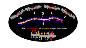 Social network of synapses controls their actions