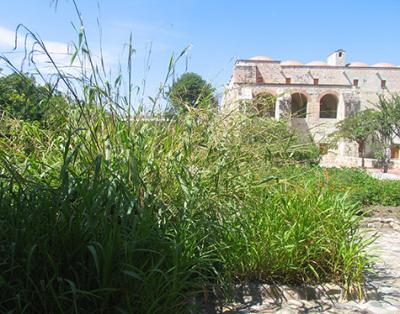 Progenitor of Familiar Crop Plant