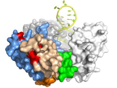 Catalytic Portion of Telomerase