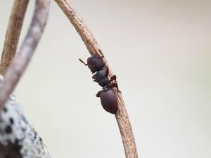 Turtle Ant in the Dagney Forest