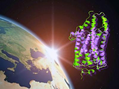 Computer Models of Human Melanopsin and Squid Rhodopsin