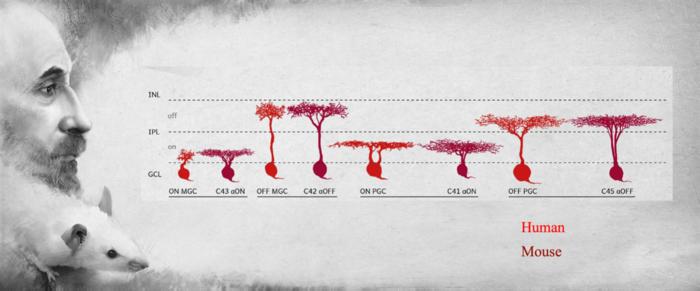 Comparison of human and mouse retinal ganglion cells