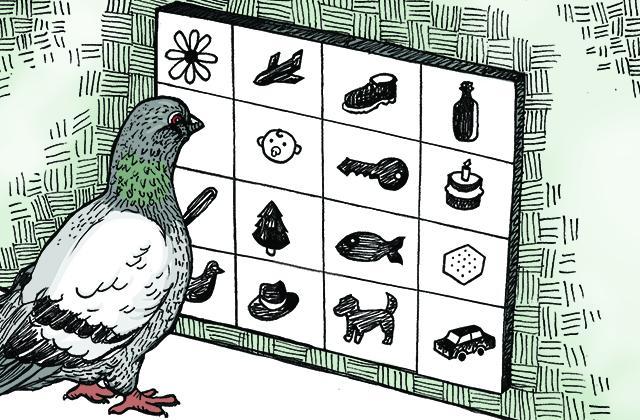 Pigeon Power