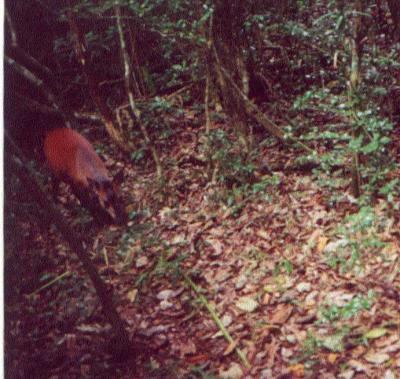 Phototrap Image of a Red Duiker (<I>Cephalophus natalensis</i>)
