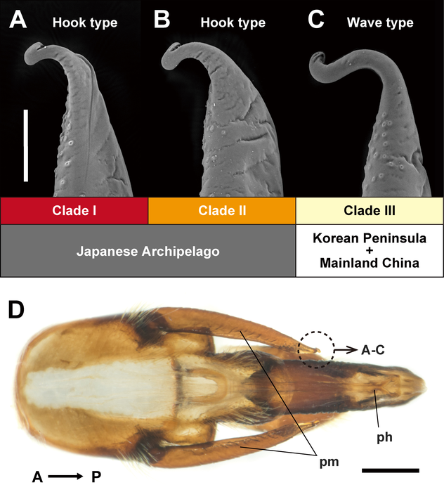 Ventral view of the male copulatory organ in Appasus japonicus