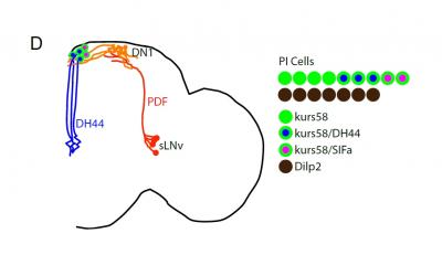 Fruit Fly Brain Circuit