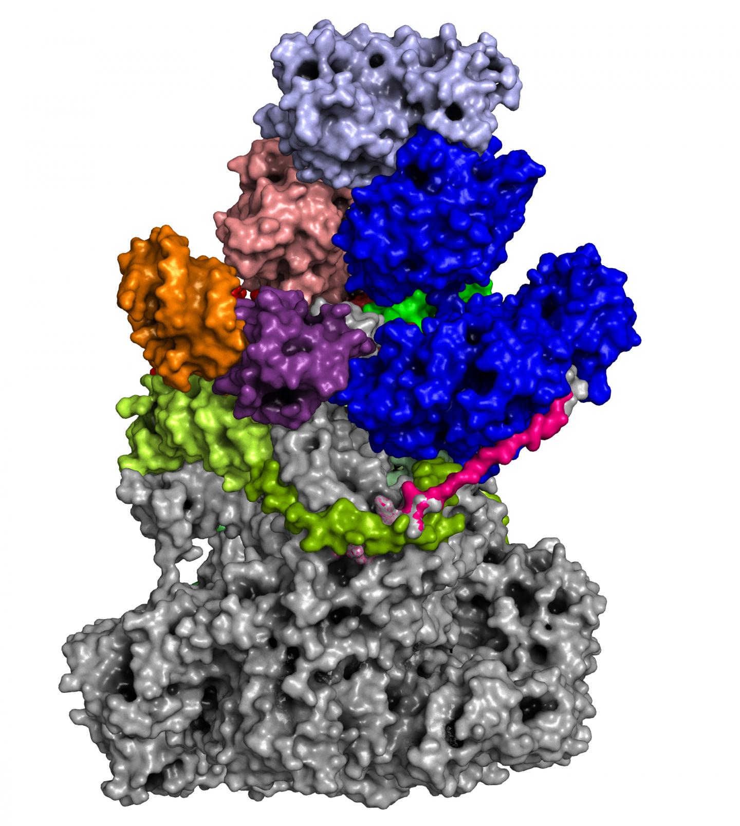 Vaccinia Virus 1