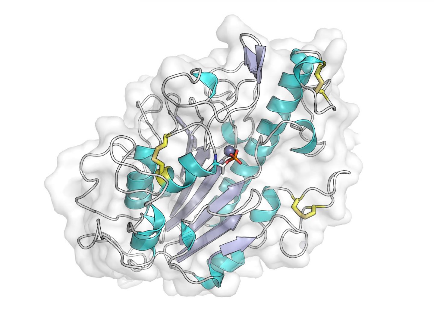 MCR-1 Protein