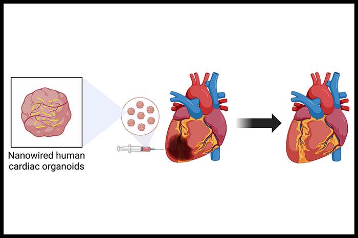 Nanowired human cardiac organoids for heart repair.