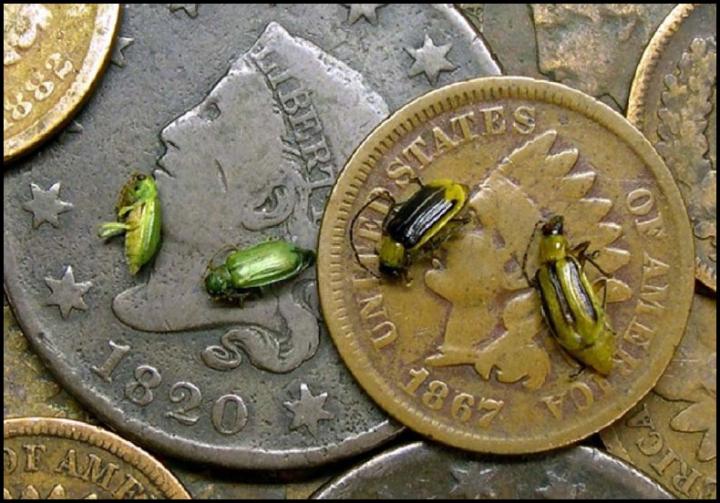 Western Corn Rootworm