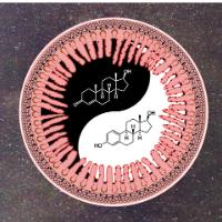 The Dichotomy of Androgen Action in the Gut and Its Ink in Colorecta Cancer