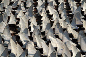 Shark fins