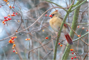 Northern Cardinal