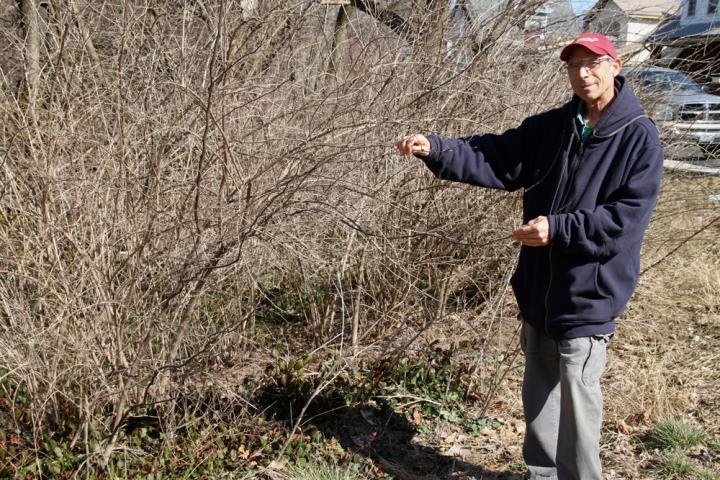 Researcher with Amur Honeysuckle