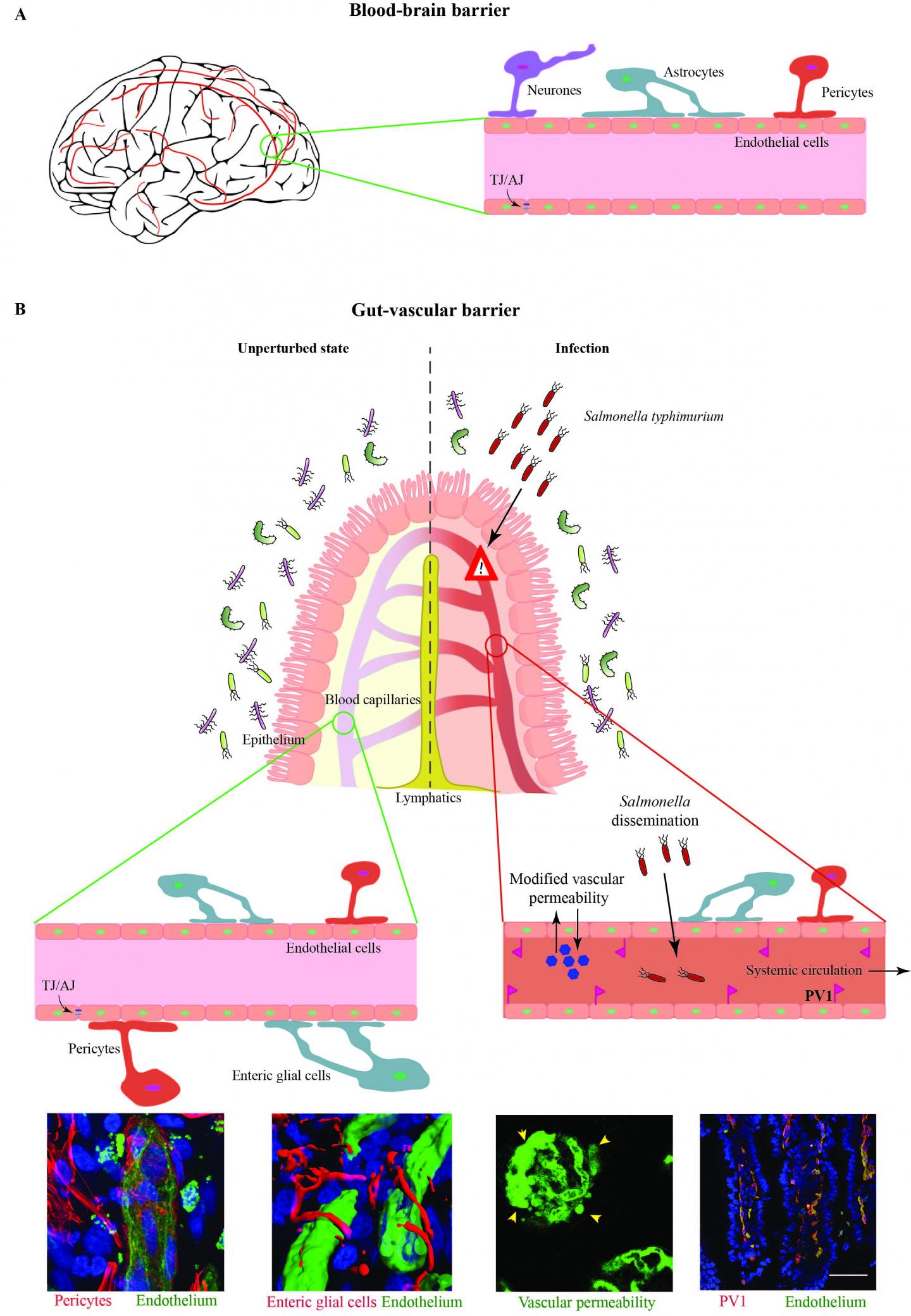 How <i>Salmonella</i> Escape from Gut to Bloodstream (1 of 1)