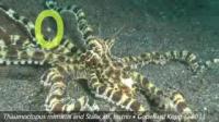 Octopus and Jawfish (2 of 2)