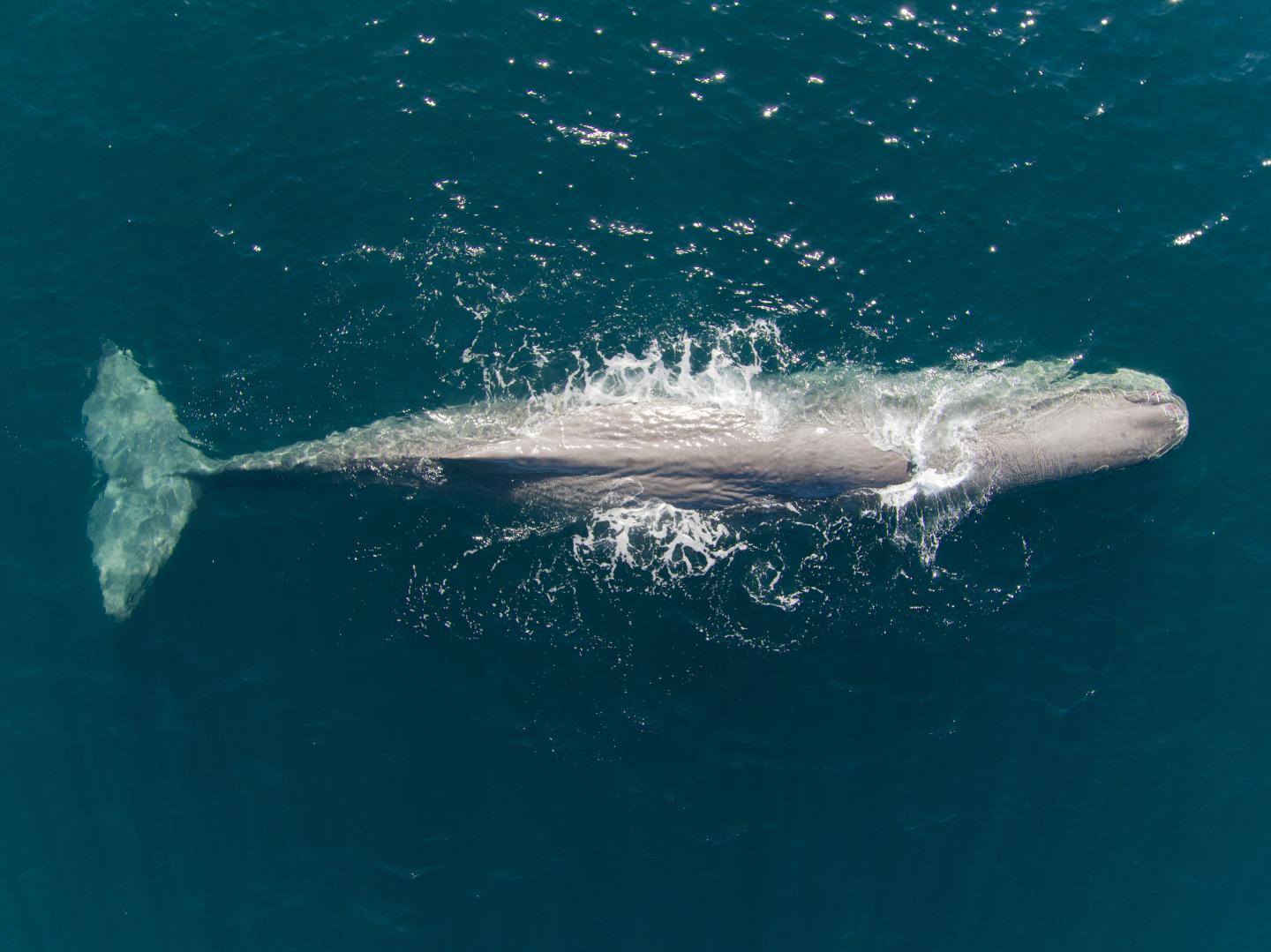 Male Sperm Whale Tiaki (Guardian)