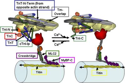 Cardiac Thin Filaments