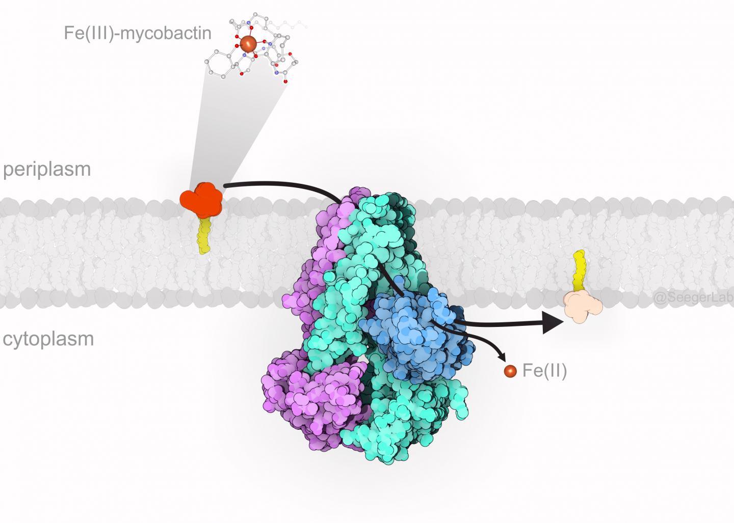 Transport Protein IrtAB