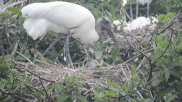 Urban Wood Storks