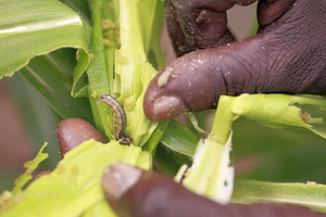 Fall armyworm on maize (Credit: CABI).