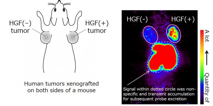 Figure 3: Pet Examination Using Hip-8 as a Molecular Probe