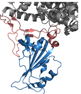 The SARS-CoV-2 receptor-binding domain